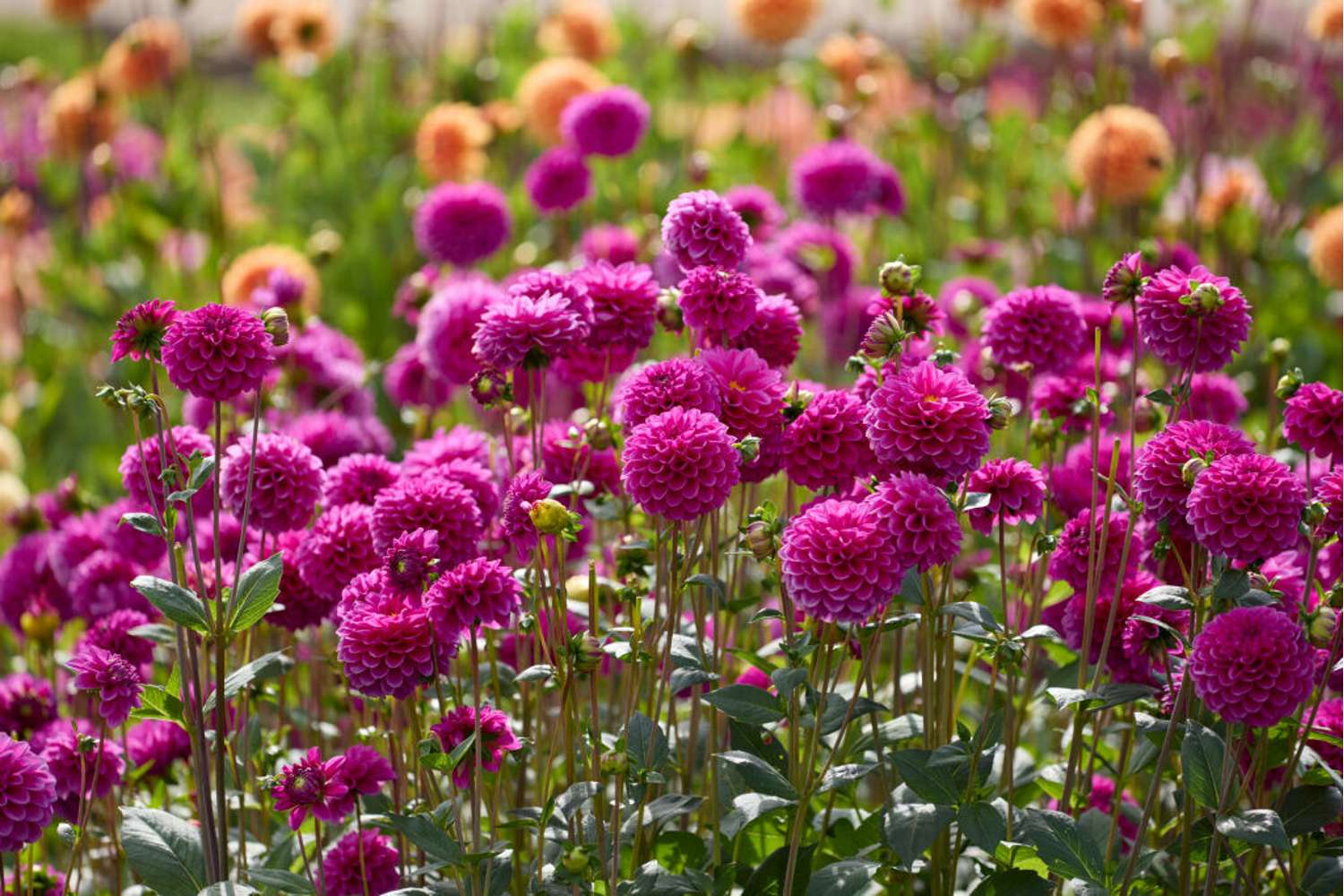 Dahlie 'Purple Fox'